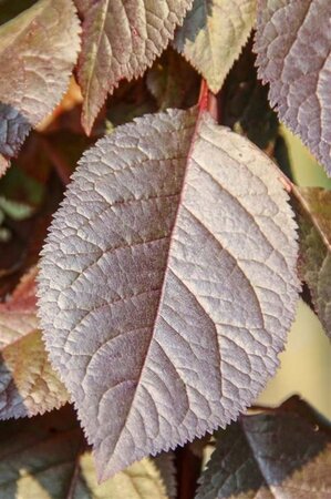 Prunus cer. 'Nigra'= 'Pissardii' geen maat specificatie wortelgoed 5-8 tak struik - afbeelding 7