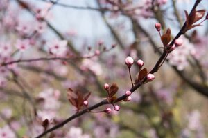 Prunus cer. 'Nigra'= 'Pissardii' geen maat specificatie wortelgoed 5-8 tak struik - afbeelding 6