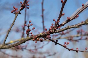 Prunus cer. 'Nigra'= 'Pissardii' geen maat specificatie wortelgoed 5-8 tak struik - afbeelding 4