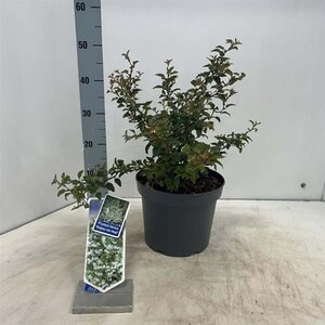 Prunus incisa 'Kojou-no-mai' 30-40 cm cont. 5,0L - afbeelding 1