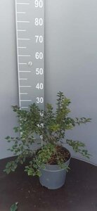 Prunus incisa 'Kojou-no-mai' 30-40 cm cont. 5,0L - afbeelding 2