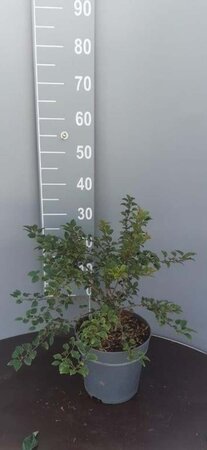 Prunus incisa 'Kojou-no-mai' 30-40 cm cont. 5,0L - image 2