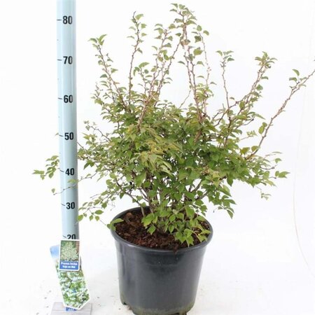 Prunus incisa 'Kojou-no-mai' 40-50 cm cont. 10L - afbeelding 1