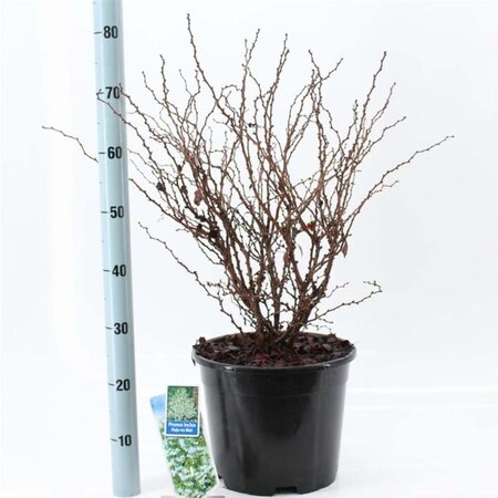 Prunus incisa 'Kojou-no-mai' 40-50 cm cont. 10L - afbeelding 2