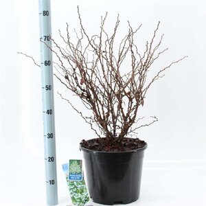 Prunus incisa 'Kojou-no-mai' 40-50 cm cont. 10L - afbeelding 2