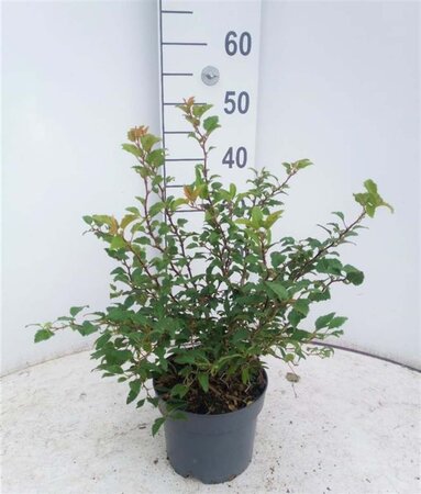 Prunus incisa 'Kojou-no-mai' 40-50 cm cont. 3,0L