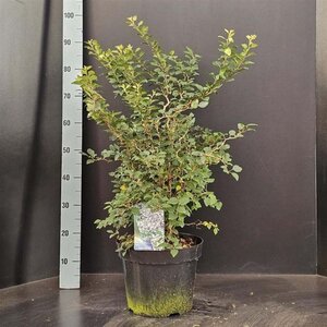 Prunus incisa 'Kojou-no-mai' 50-60 cm cont. 10L - afbeelding 1