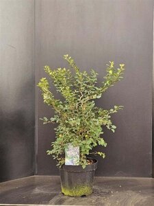 Prunus incisa 'Kojou-no-mai' 50-60 cm cont. 10L - afbeelding 2