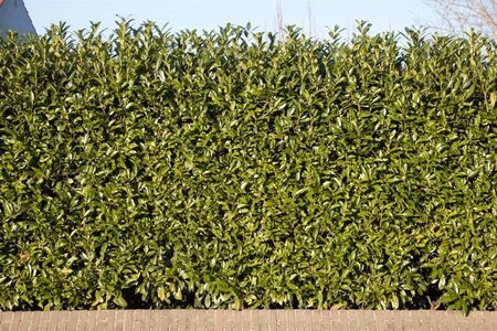 Prunus l. 'Caucasica' 40-60 cm met kluit - afbeelding 1