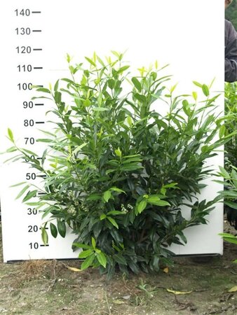 Prunus l. 'Herbergii' 100-125 cm met kluit - afbeelding 7