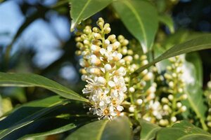 Prunus l. 'Herbergii' 100-125 cm met kluit - afbeelding 3