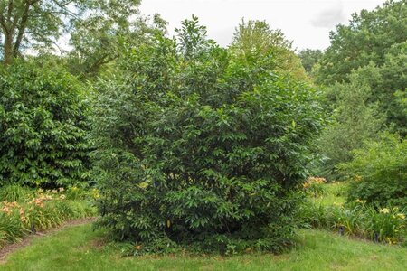 Prunus l. 'Herbergii' 125-150 cm met kluit - afbeelding 1