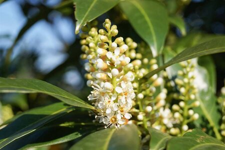 Prunus l. 'Herbergii' 125-150 cm met kluit - afbeelding 3