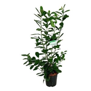 Prunus l. 'Novita' 100-125 cm cont. 10L - afbeelding 3