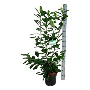 Prunus l. 'Novita' 100-125 cm cont. 10L - afbeelding 4