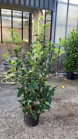 Prunus l. 'Novita' 125-150 cm cont. 20L - afbeelding 2