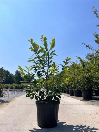 Prunus l. 'Novita' 125-150 cm cont. 20L - afbeelding 1