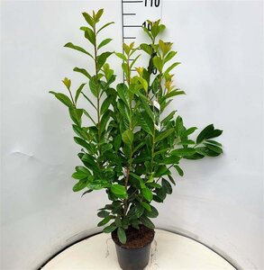 Prunus l. 'Novita' 80-100 cm cont. 7,5L - afbeelding 3