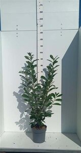 Prunus l. 'Novita' 80-100 cm cont. 7,5L - afbeelding 1