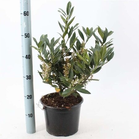 Prunus l. 'Otto Luyken' 30-40 cm cont. 5,0L - afbeelding 1