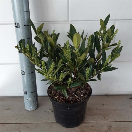 Prunus l. 'Otto Luyken' geen maat specificatie cont. 3,0L