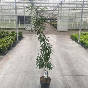 Prunus p. Taoflora White 125-150 cm cont. 10L