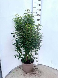 Prunus lusitanica 'Angustifolia' 100-120 cm cont. 10L