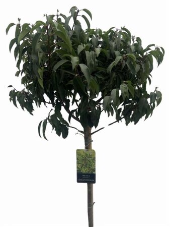 Prunus lusitanica 'Angustifolia' 120 cm stam cont. 12L - afbeelding 2