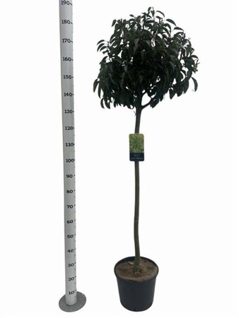 Prunus lusitanica 'Angustifolia' 120 cm stam cont. 12L - afbeelding 3