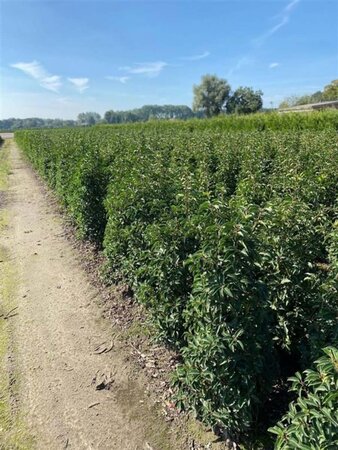 Prunus lusitanica 'Angustifolia' 175-200 cm met kluit - afbeelding 7