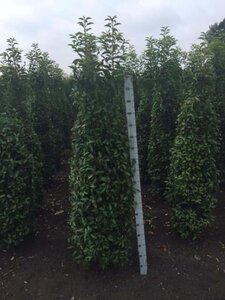 Prunus lusitanica 'Angustifolia' 175-200 cm met kluit - afbeelding 6