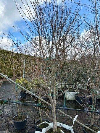 Prunus 'Umineko' 225-250 cm cont. 100L - afbeelding 5