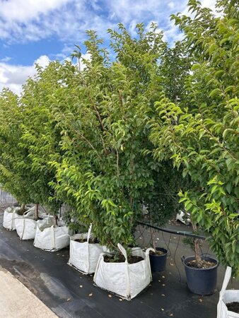 Prunus 'Umineko' 225-250 cm cont. 100L - afbeelding 3