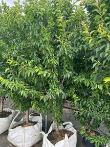 Prunus 'Umineko' 225-250 cm cont. 100L - afbeelding 4