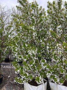 Prunus 'Umineko' 225-250 cm cont. 100L - afbeelding 3