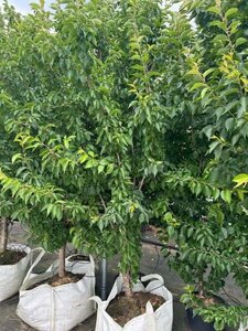 Prunus 'Umineko' 225-250 cm cont. 100L - afbeelding 10