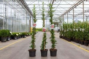 Pyracantha 'Orange Glow' 60-80 cm cont. 3,0L