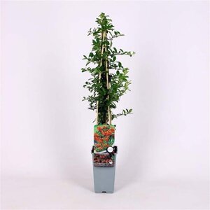 Pyracantha 'Orange Glow' 70 cm vierkant 2L - afbeelding 1