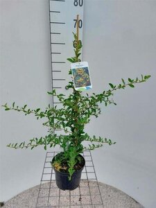 Pyracantha 'Soleil d'Or' 60-80 cm cont. 2,0L - afbeelding 2