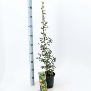 Pyracantha 'Soleil d'Or' 70 cm vierkant 2L - afbeelding 2