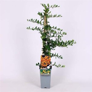 Pyracantha 'Soleil d'Or' 70 cm vierkant 2L - afbeelding 1