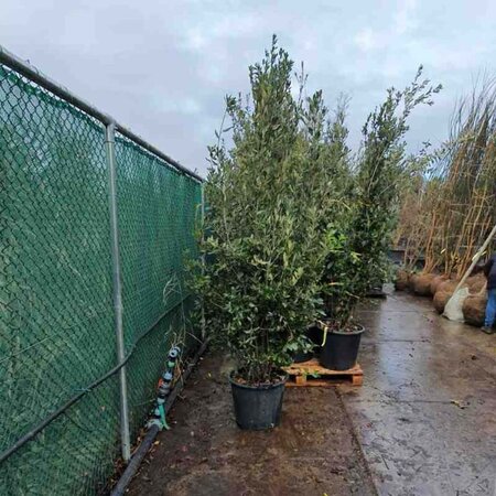 Quercus ilex 200-250 cm cont. 50L - afbeelding 12