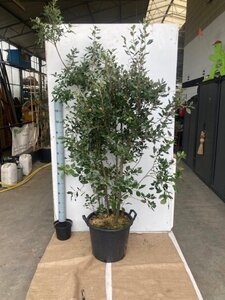 Quercus ilex 200-250 cm cont. 50L - afbeelding 1