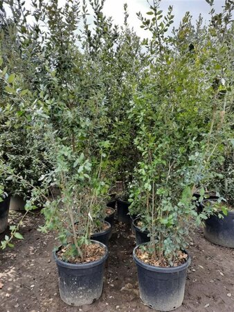 Quercus ilex 200-250 cm cont. 50L - afbeelding 13