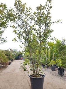 Quercus ilex 200-250 cm cont. 50L - afbeelding 14