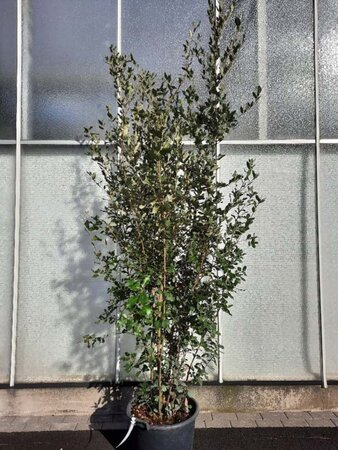 Quercus ilex 200-250 cm cont. 50L - afbeelding 15