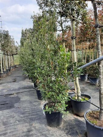 Quercus ilex 200-250 cm cont. 50L - afbeelding 16