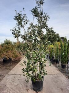 Quercus ilex 200-250 cm cont. 50L - afbeelding 17