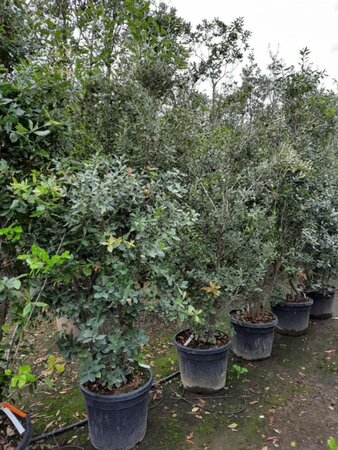 Quercus ilex 200-250 cm cont. 50L - afbeelding 18