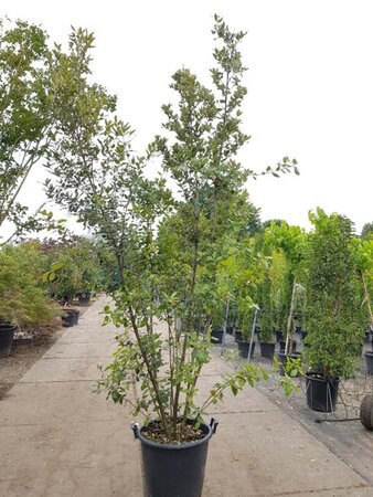 Quercus ilex 200-250 cm cont. 50L - afbeelding 19